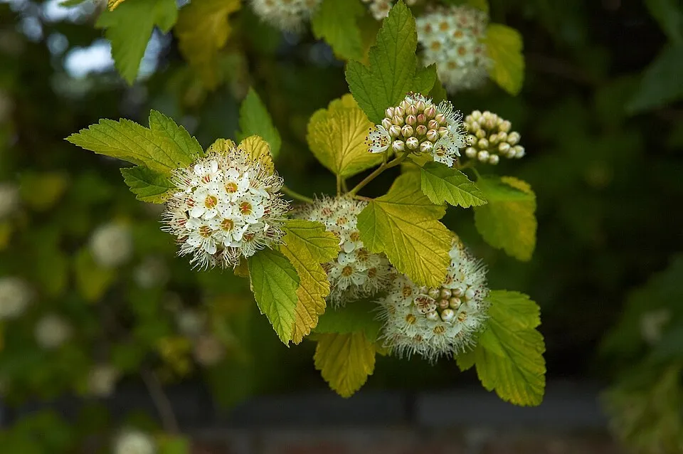 Sárga levelű hólyagvessző / Physocarpus opulifolius 'Luteus'