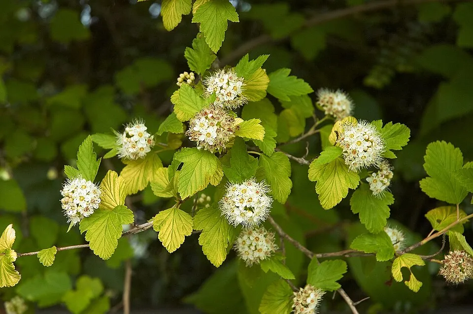 Sárga levelű hólyagvessző / Physocarpus opulifolius 'Luteus'