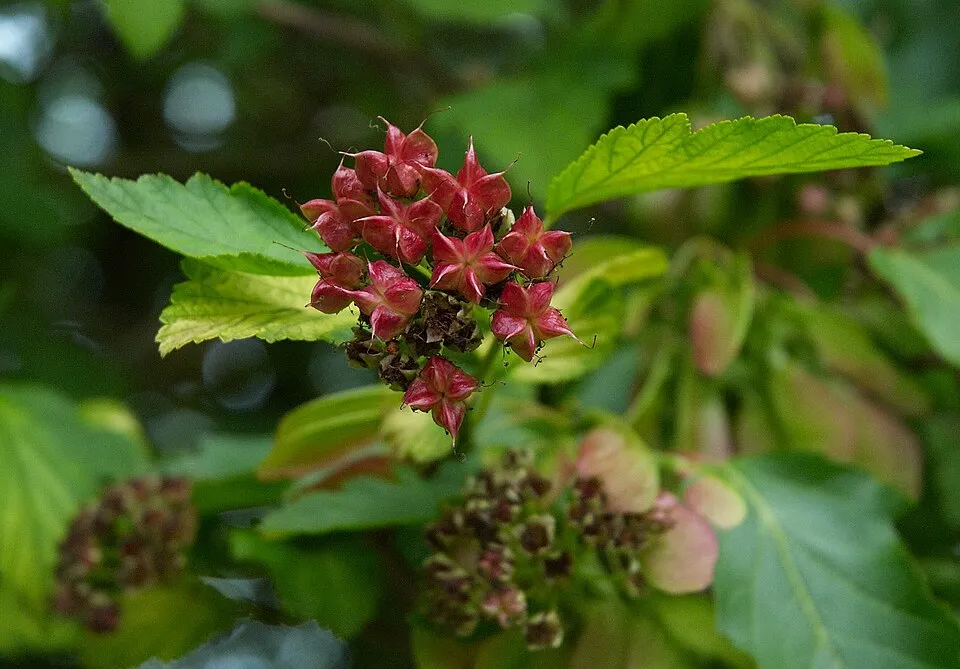Sárga levelű hólyagvessző / Physocarpus opulifolius 'Luteus'
