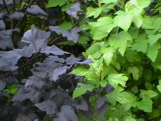 Sárga levelű hólyagvessző / Physocarpus opulifolius 'Luteus'