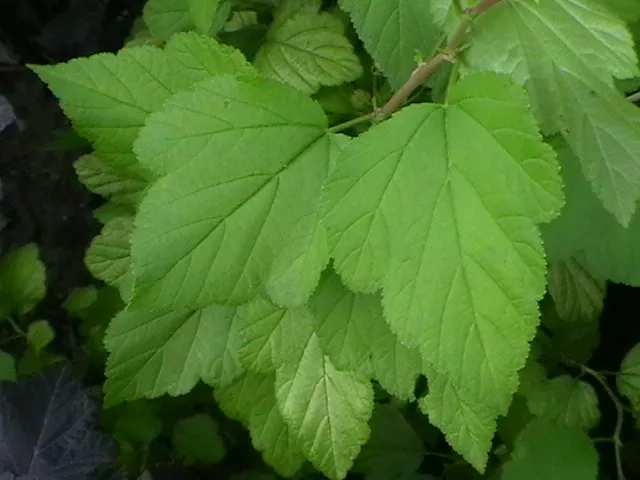 Sárga levelű hólyagvessző / Physocarpus opulifolius 'Luteus'