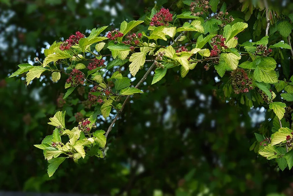 Sárga levelű hólyagvessző / Physocarpus opulifolius 'Luteus'