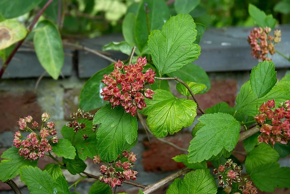 Sárga levelű hólyagvessző / Physocarpus opulifolius 'Luteus'