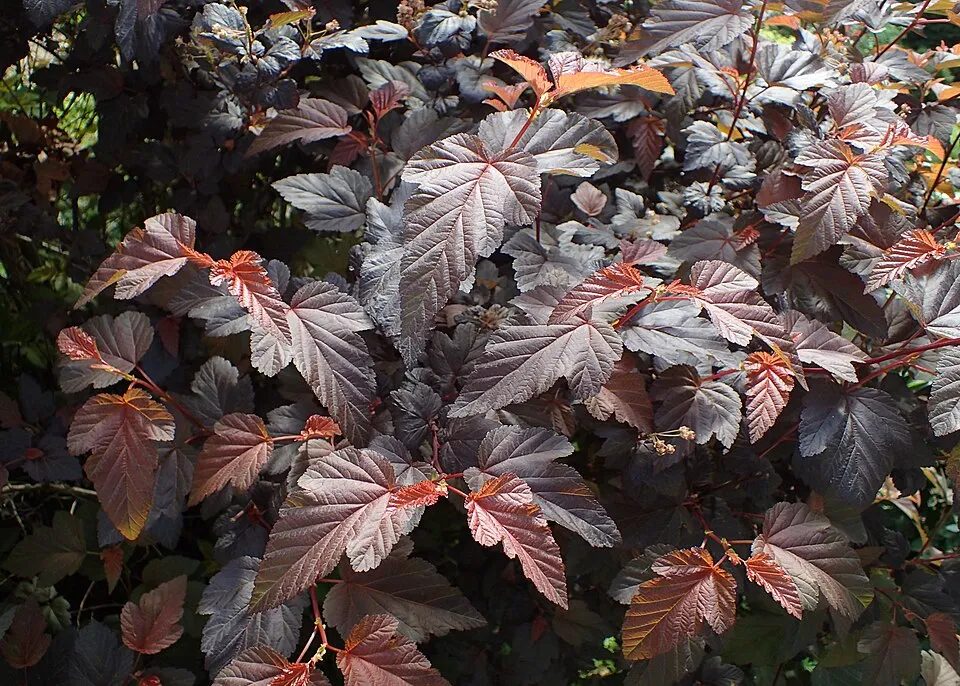 Bordó levelű hólyagvessző / Physocarpus opulifolius 'Red Baron'