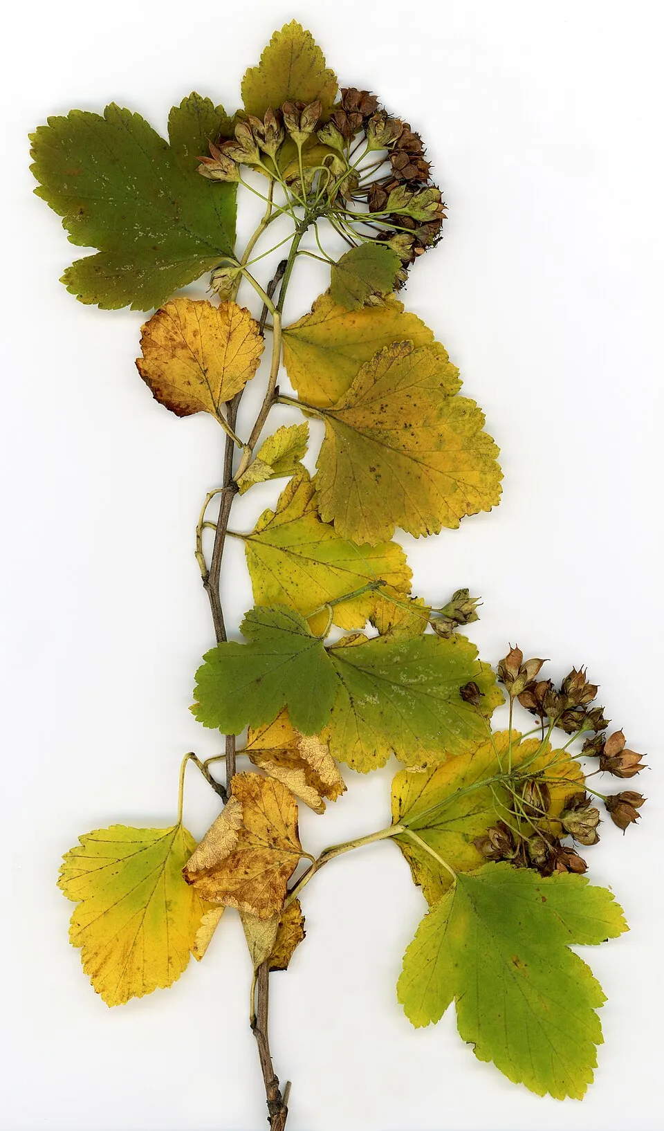 Bordó levelű hólyagvessző / Physocarpus opulifolius 'Red Baron'