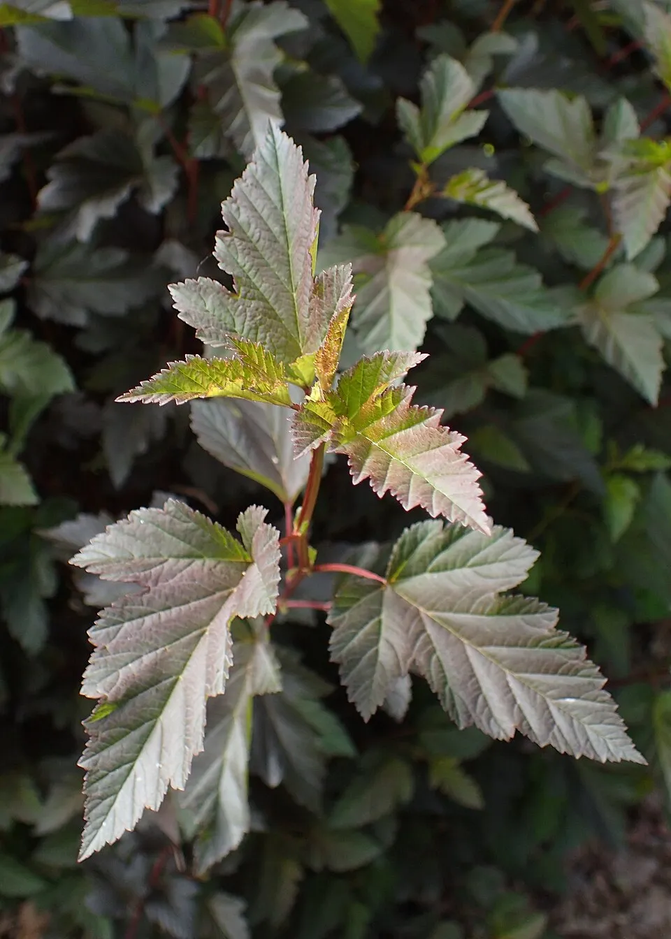 Vörös levelű hólyagvessző / Physocarpus opulifolius 'Summer Wine' ®