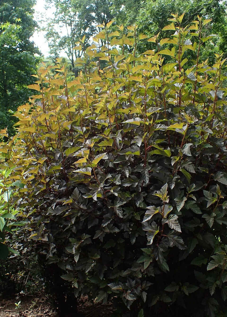 Vörös levelű hólyagvessző / Physocarpus opulifolius 'Summer Wine' ®