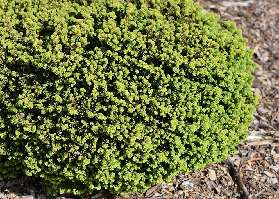 Törpe fészekfenyő / Picea abies 'Little Gem'