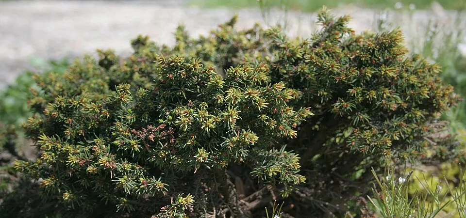 Törpe fészekfenyő / Picea abies 'Little Gem'
