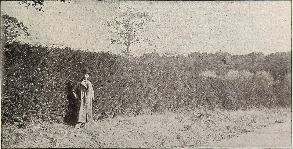 Törpe fészekfenyő / Picea abies 'Little Gem'