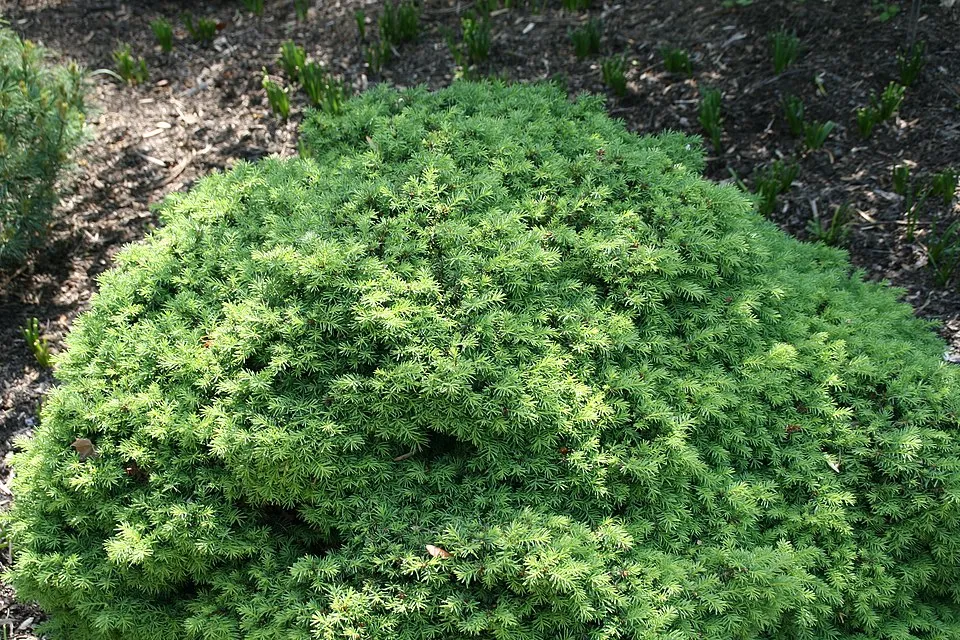 Törpe fészekfenyő / Picea abies 'Little Gem'