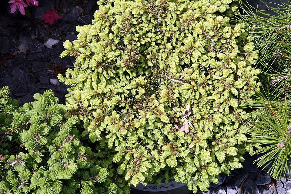Törpe fészekfenyő / Picea abies 'Little Gem'
