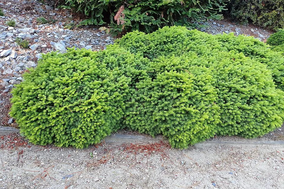 Törpe fészekfenyő / Picea abies 'Little Gem'