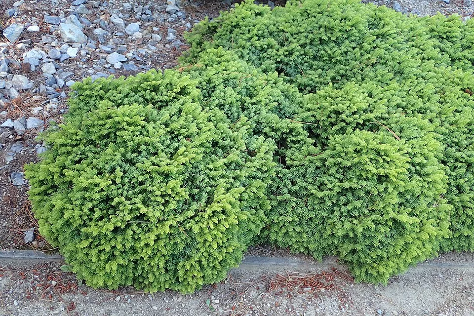 Törpe fészekfenyő / Picea abies 'Little Gem'