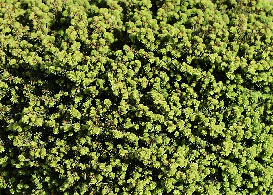 Törpe fészekfenyő / Picea abies 'Little Gem'