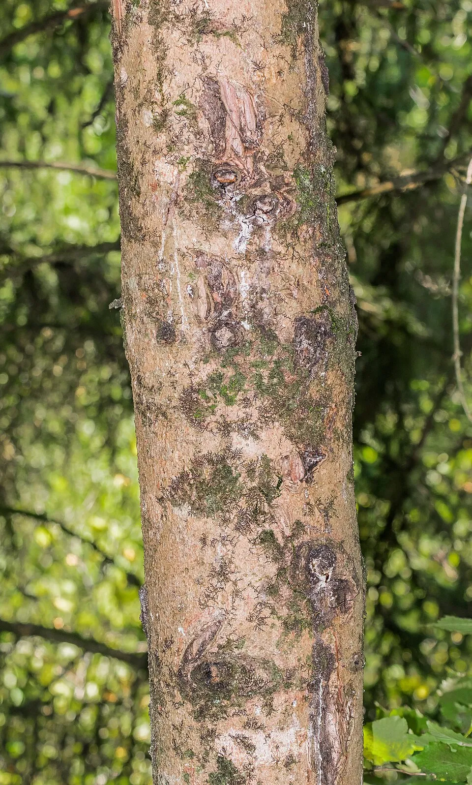Törpe gömb lucfenyő / Picea abies 'Tompa'