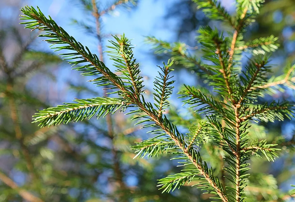 Törpe gömb lucfenyő / Picea abies 'Tompa'