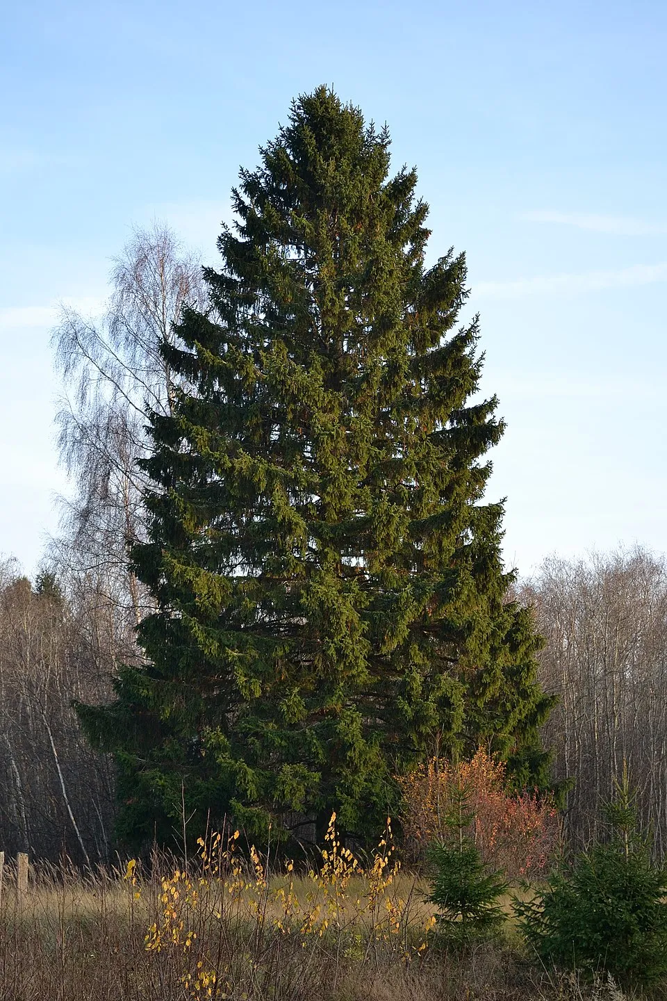 Törpe gömb lucfenyő / Picea abies 'Tompa'
