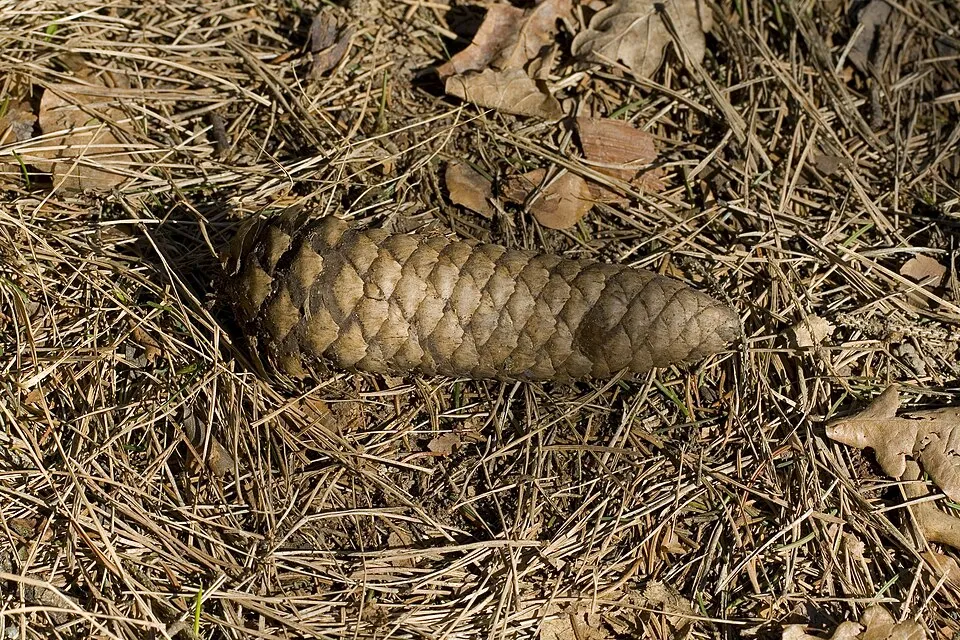 Törpe gömb lucfenyő / Picea abies 'Tompa'