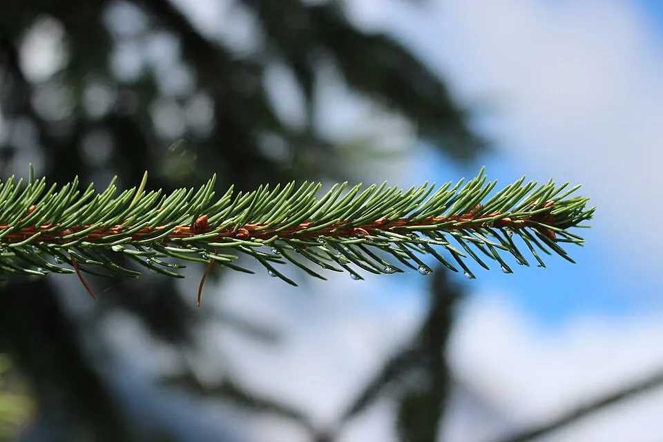 Törpe gömb lucfenyő / Picea abies 'Tompa'