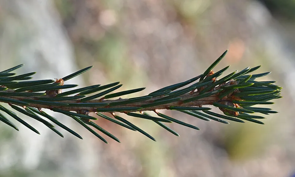 Törpe gömb lucfenyő / Picea abies 'Tompa'