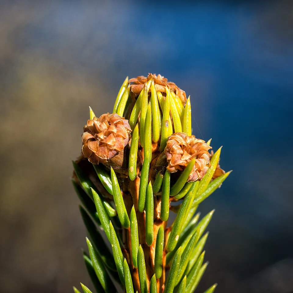 Törpe gömb lucfenyő / Picea abies 'Tompa'