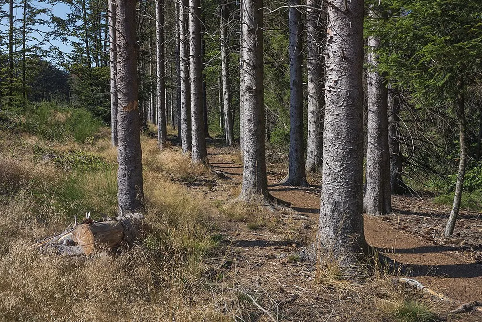 Törpe gömb lucfenyő / Picea abies 'Tompa'