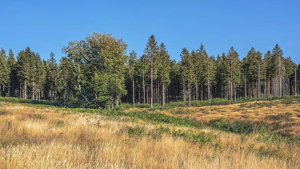 Törpe gömb lucfenyő / Picea abies 'Tompa'
