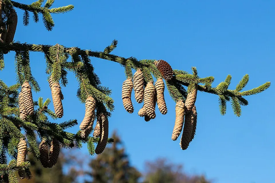 Törpe gömb lucfenyő / Picea abies 'Tompa'
