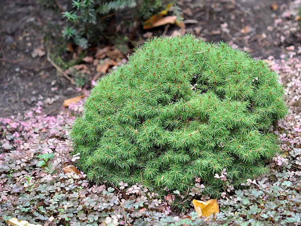 Törpe gömb cukorsüvegfenyő / Picea glauca 'Alberta Globe'