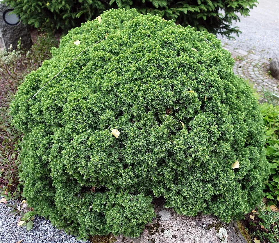 Törpe gömb cukorsüvegfenyő / Picea glauca 'Alberta Globe'
