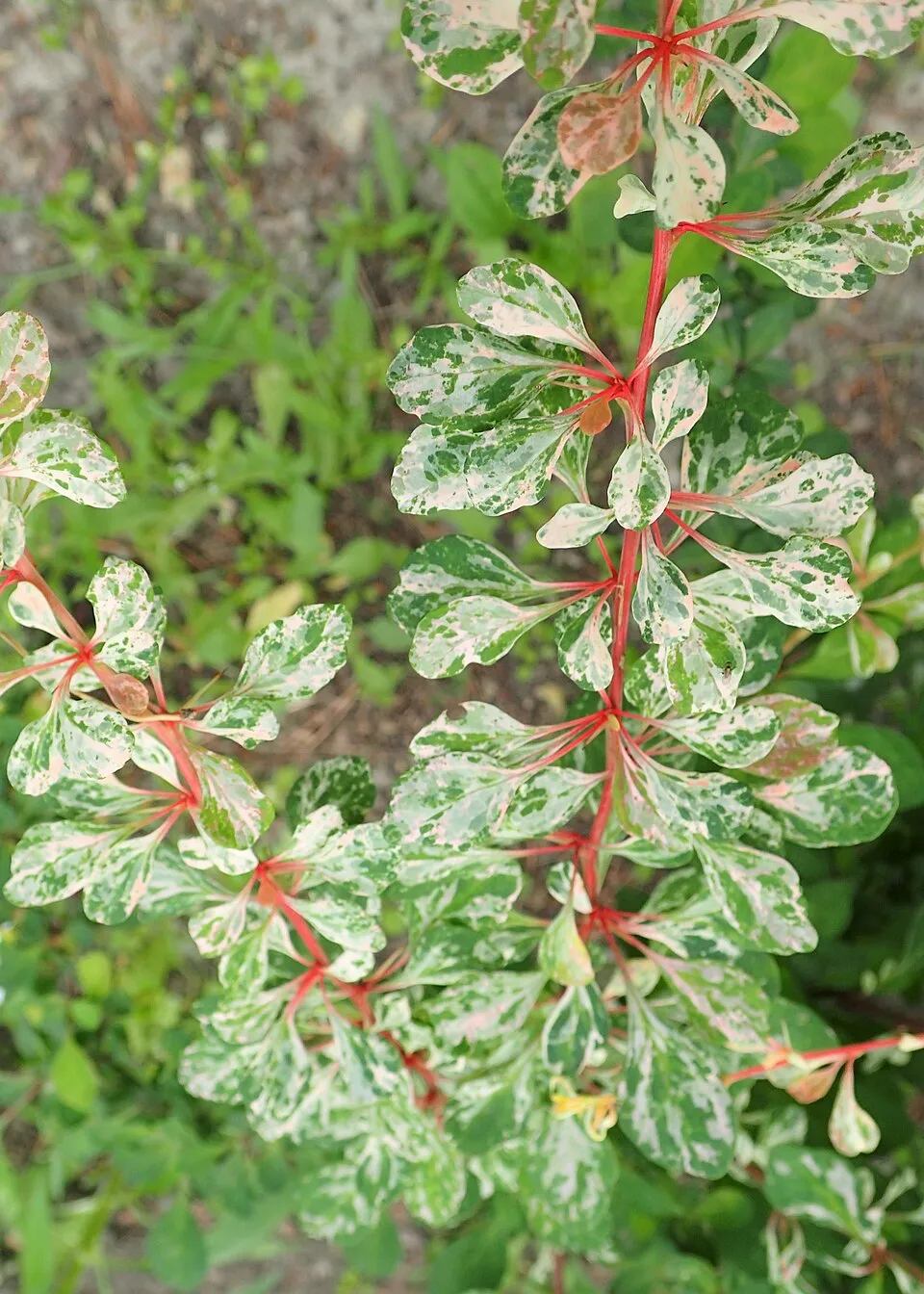 Tarka levelű borbolya (fehér-rózsaszín-zöld) / Berberis thunbergii 'Natasza' ®
