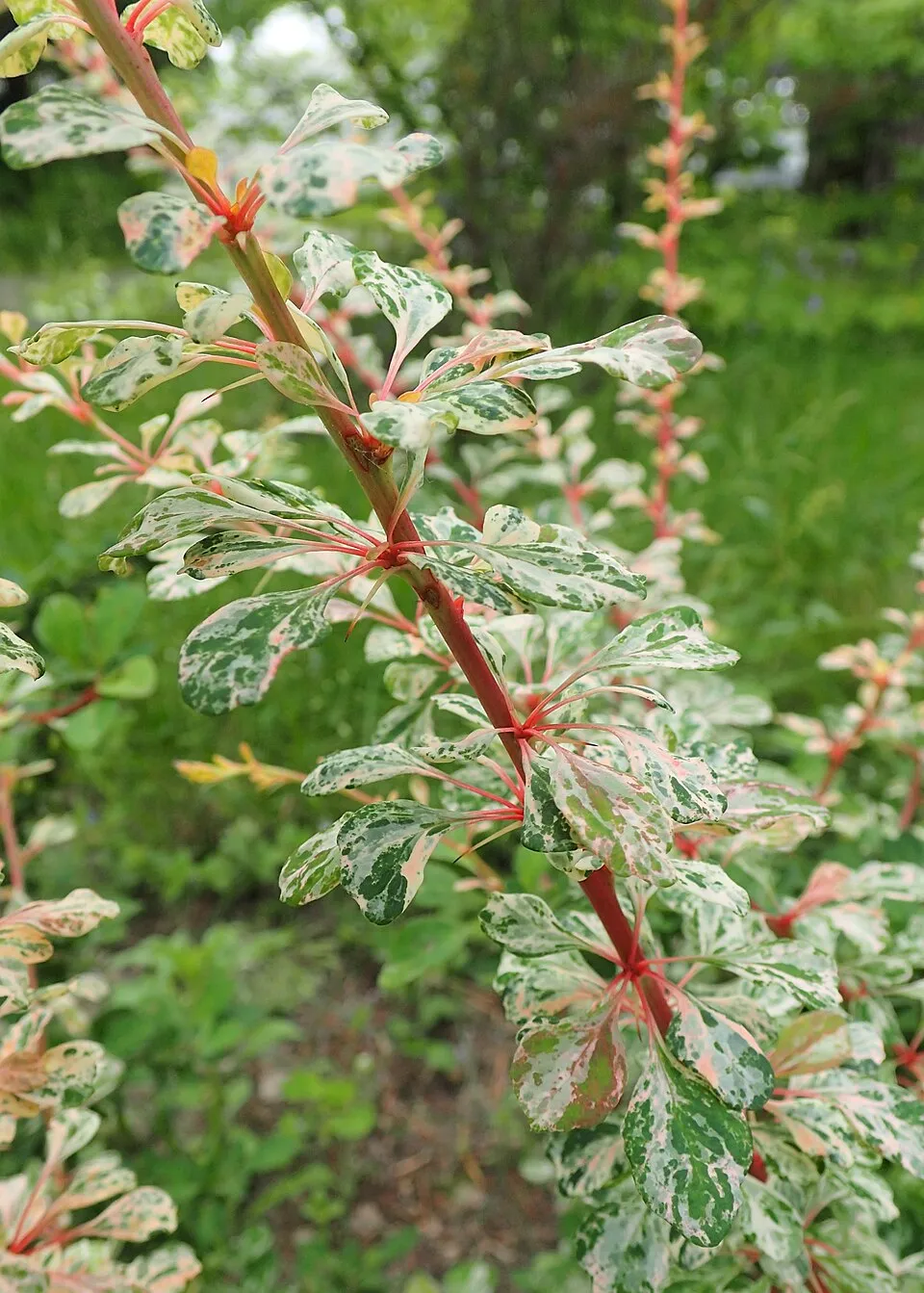 Tarka levelű borbolya (fehér-rózsaszín-zöld) / Berberis thunbergii 'Natasza' ®