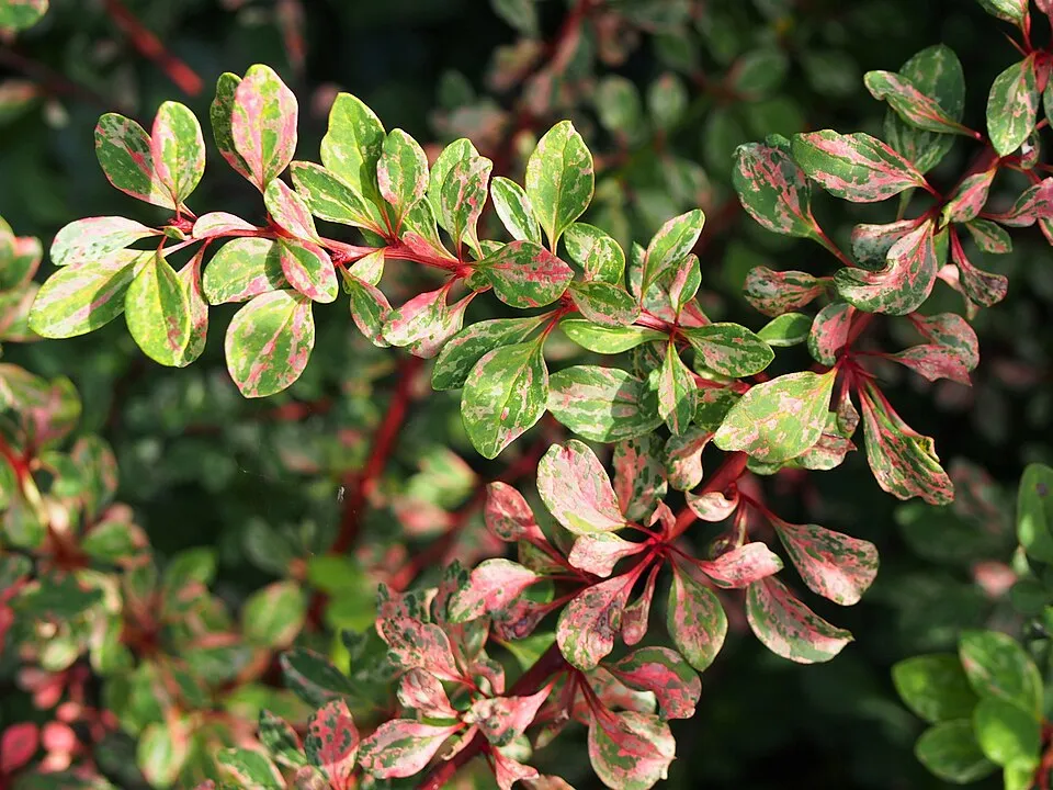 Tarka levelű borbolya (fehér-rózsaszín-zöld) / Berberis thunbergii 'Natasza' ®