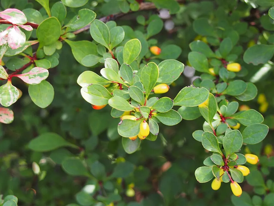 Tarka levelű borbolya (fehér-rózsaszín-zöld) / Berberis thunbergii 'Natasza' ®