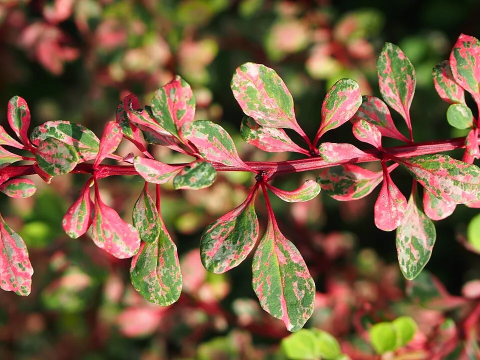 Tarka levelű borbolya (fehér-rózsaszín-zöld) / Berberis thunbergii 'Natasza' ®