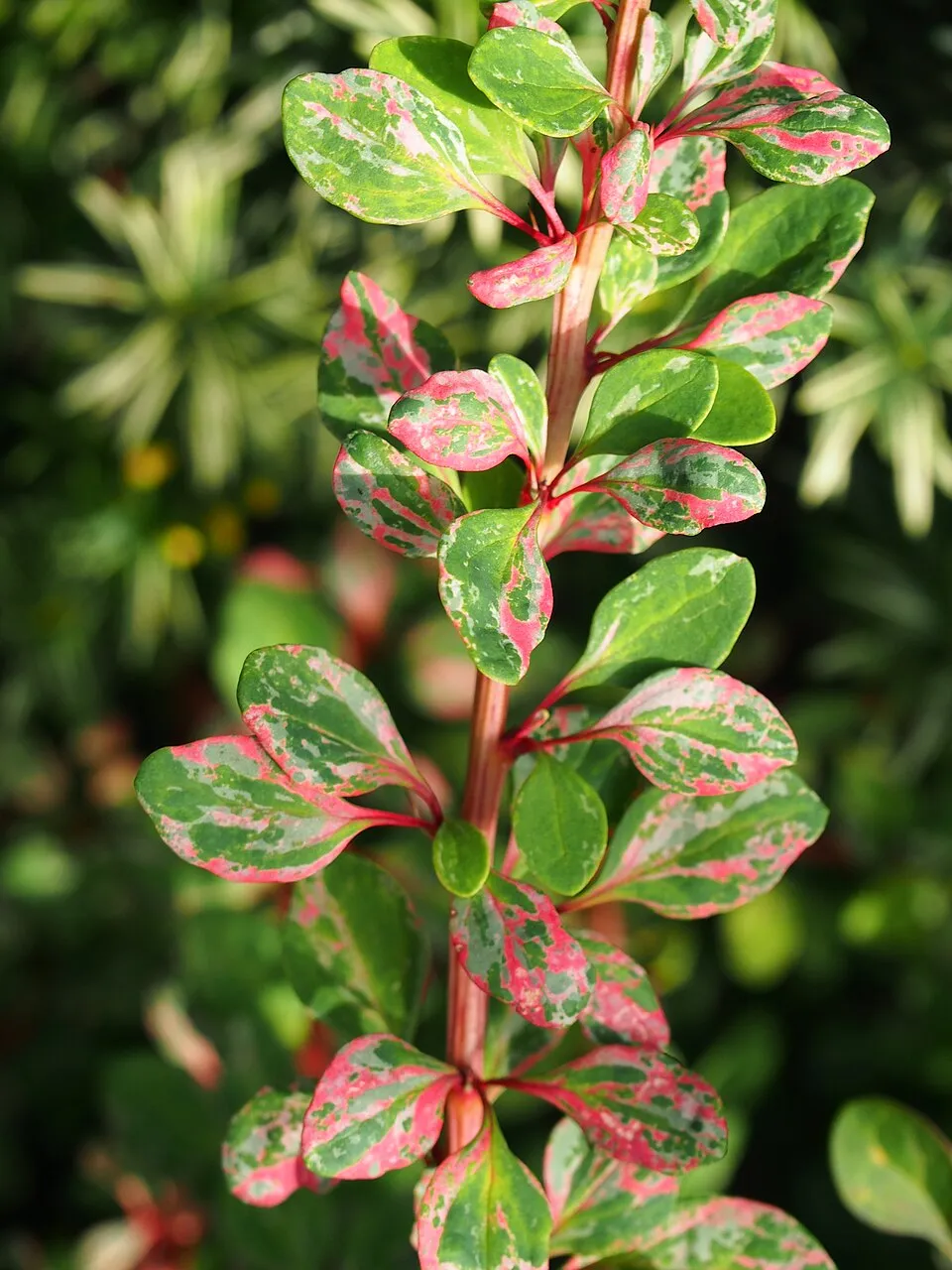 Tarka levelű borbolya (fehér-rózsaszín-zöld) / Berberis thunbergii 'Natasza' ®
