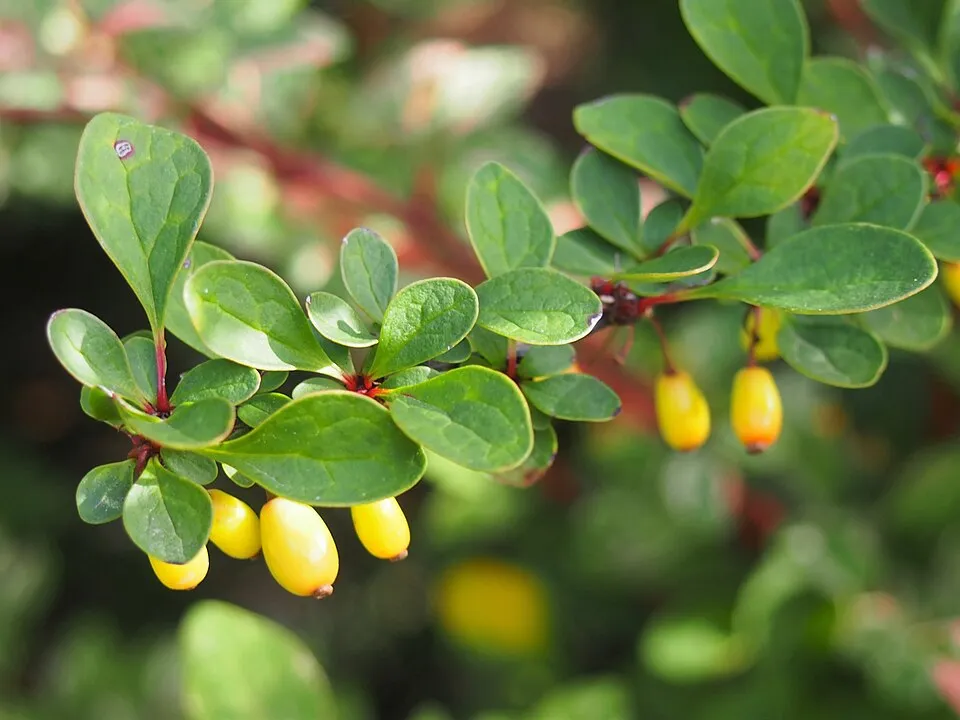 Tarka levelű borbolya (fehér-rózsaszín-zöld) / Berberis thunbergii 'Natasza' ®