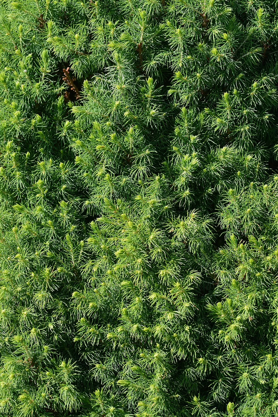 Cukorsüvegfenyő / Picea glauca 'Conica'
