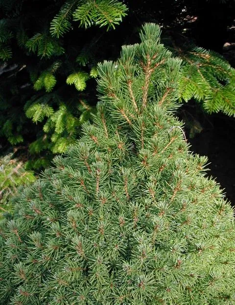 Cukorsüvegfenyő / Picea glauca 'Conica'