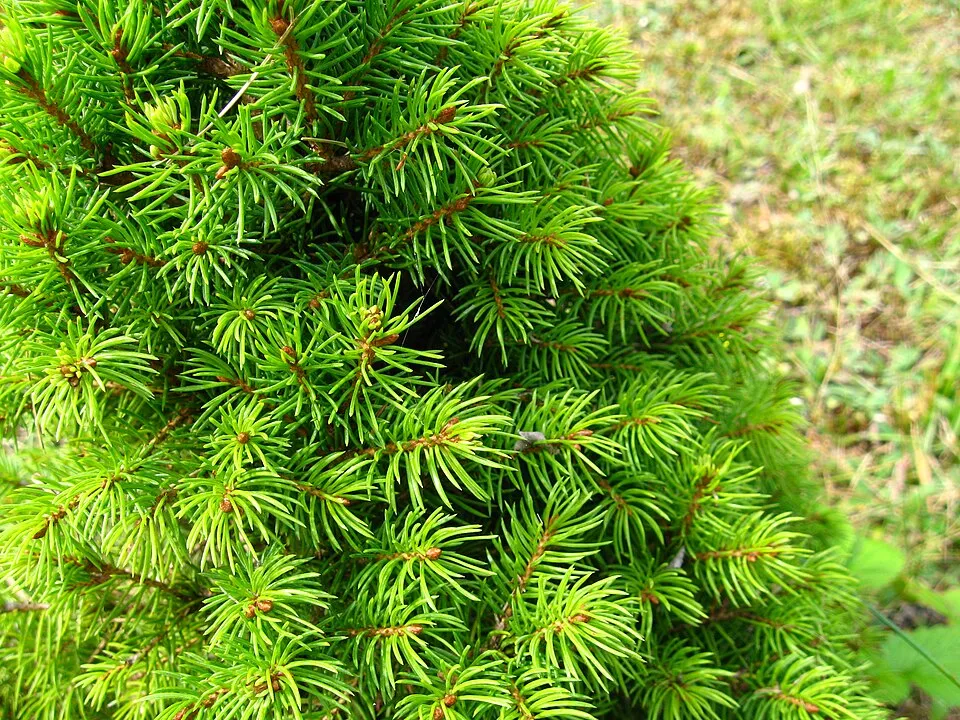 Cukorsüvegfenyő / Picea glauca 'Conica'