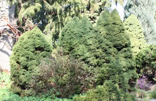 Cukorsüvegfenyő / Picea glauca 'Conica'