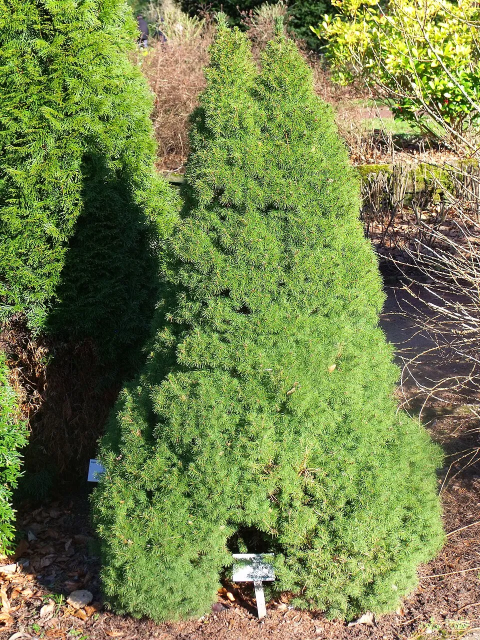 Cukorsüvegfenyő / Picea glauca 'Conica'