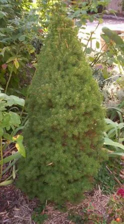 Cukorsüvegfenyő / Picea glauca 'Conica'