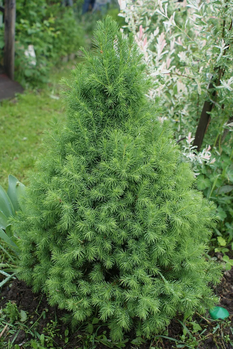 Cukorsüvegfenyő / Picea glauca 'Conica'