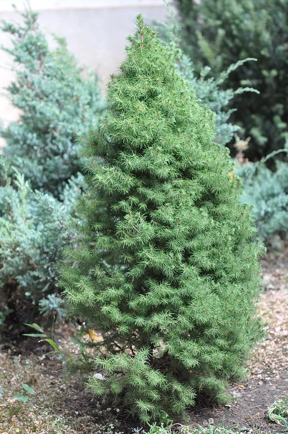 Cukorsüvegfenyő / Picea glauca 'Conica'