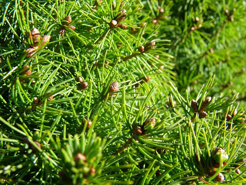 Cukorsüvegfenyő / Picea glauca 'Conica'