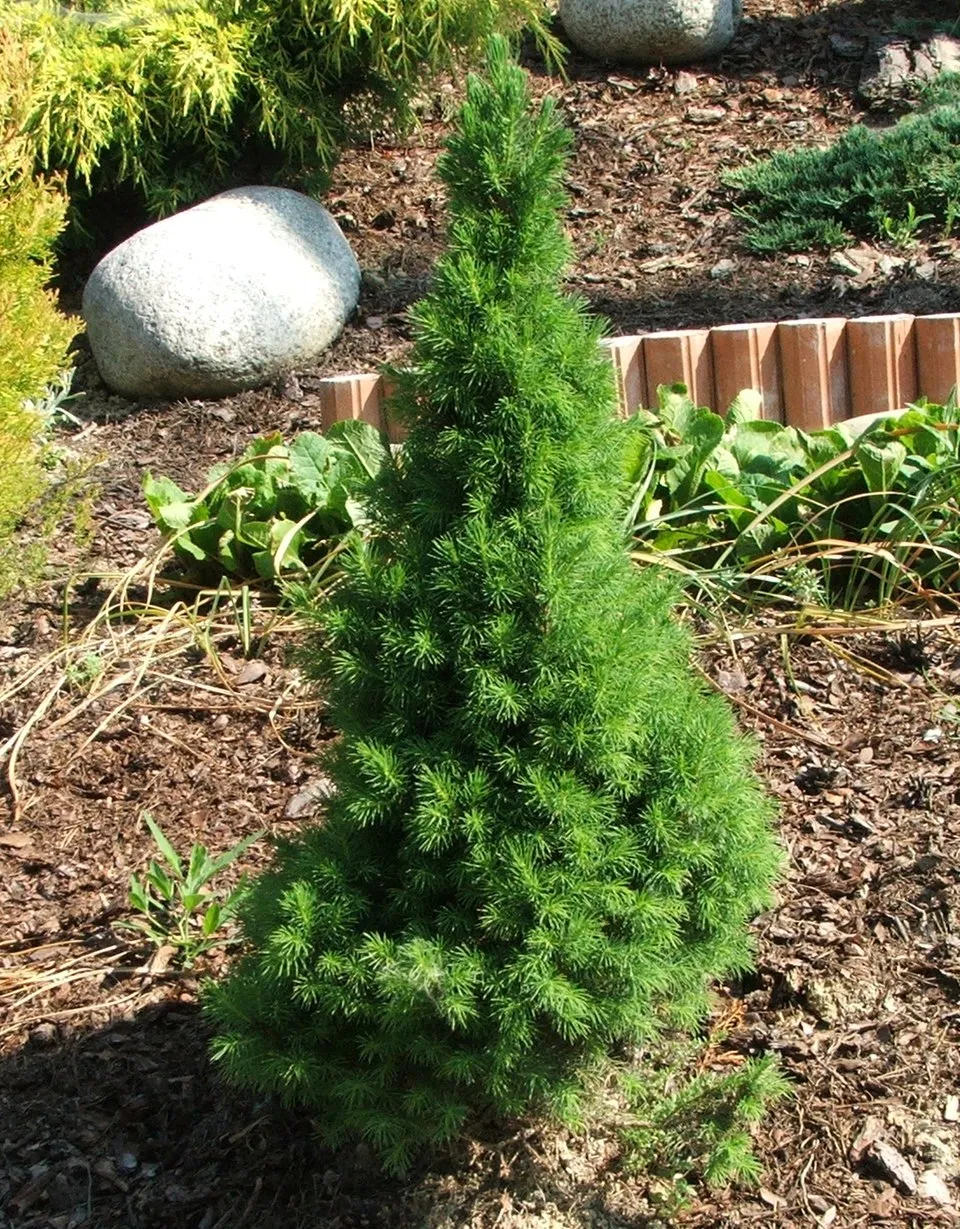 Cukorsüvegfenyő / Picea glauca 'Conica'