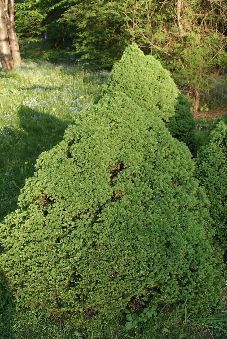 Cukorsüvegfenyő / Picea glauca 'Conica'