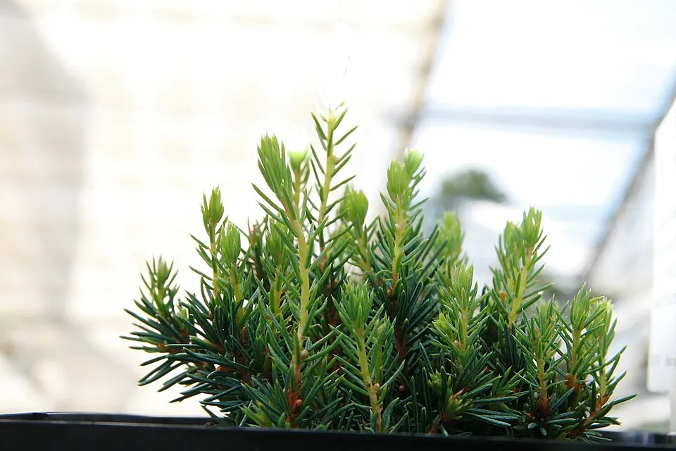 Törpe gömb, cukorsüvegfenyő / Picea glauca 'Echiniformis'